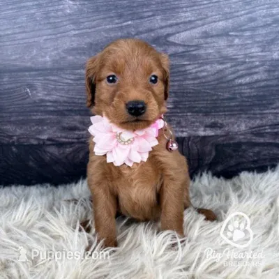 Victory – Miniature Golden Retriever puppy for sale in Utah, UT