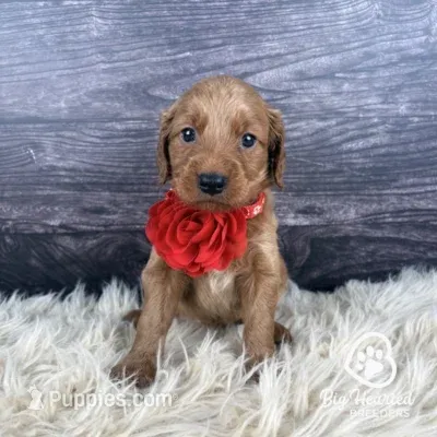 Aura – Miniature Golden Retriever puppy for sale in Utah, UT
