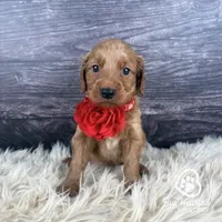 Aura, a female Miniature Golden Retriever for sale in Utah, UT – 1 of 1
