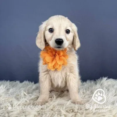 Peach – Miniature Golden Retriever puppy for sale in Utah, UT