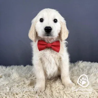 Mario – Miniature Golden Retriever puppy for sale in Utah, UT