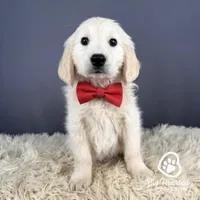 Mario, a male Miniature Golden Retriever for sale in Utah, UT – 1 of 1