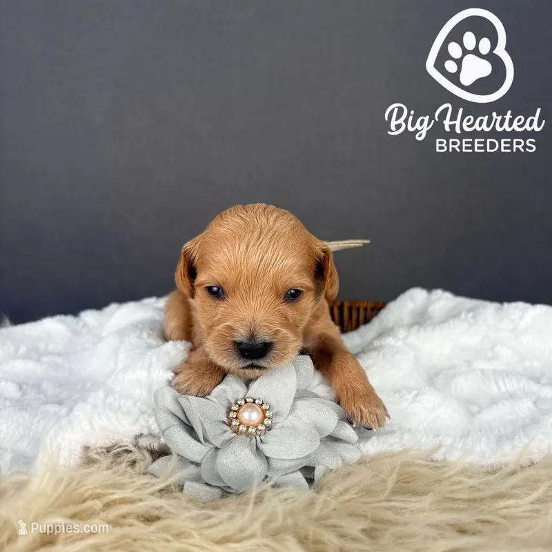 Fawn – Miniature Golden Retriever puppy for sale in Utah, UT