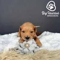 Fawn, a female Miniature Golden Retriever for sale in Utah, UT – 1 of 2