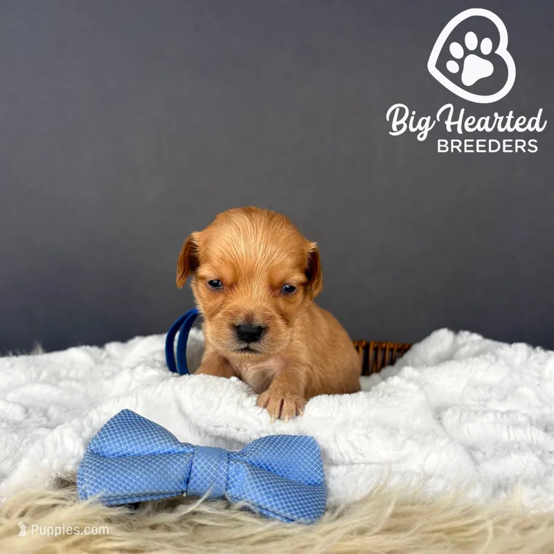 Sparrow – Miniature Golden Retriever puppy for sale in Utah, UT