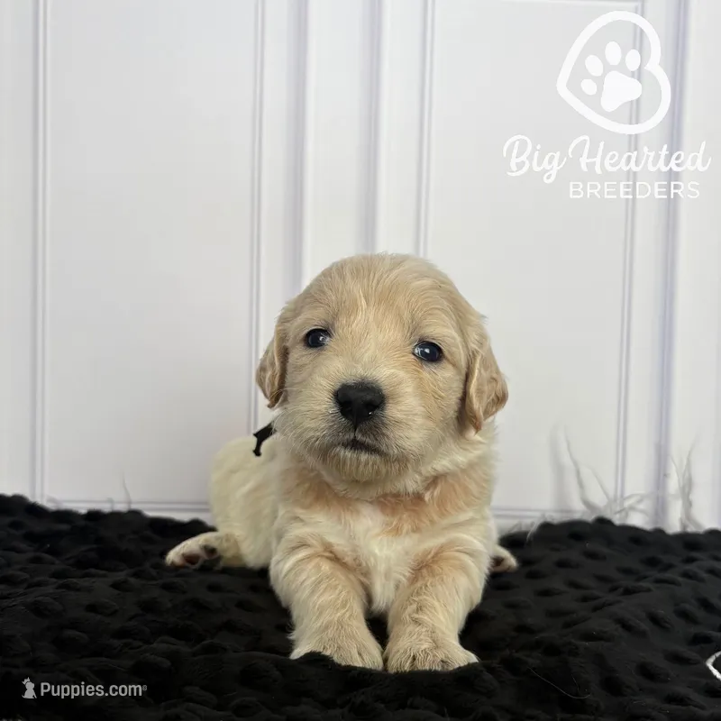 Storm – Miniature Golden Retriever puppy for sale in Utah, UT