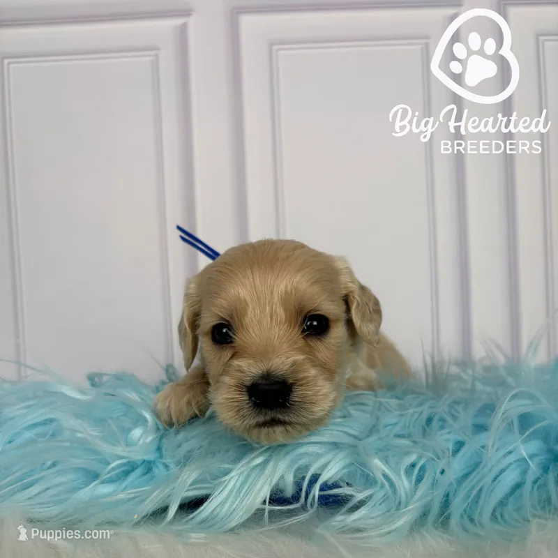 Max – Miniature Golden Retriever puppy for sale in Utah, UT