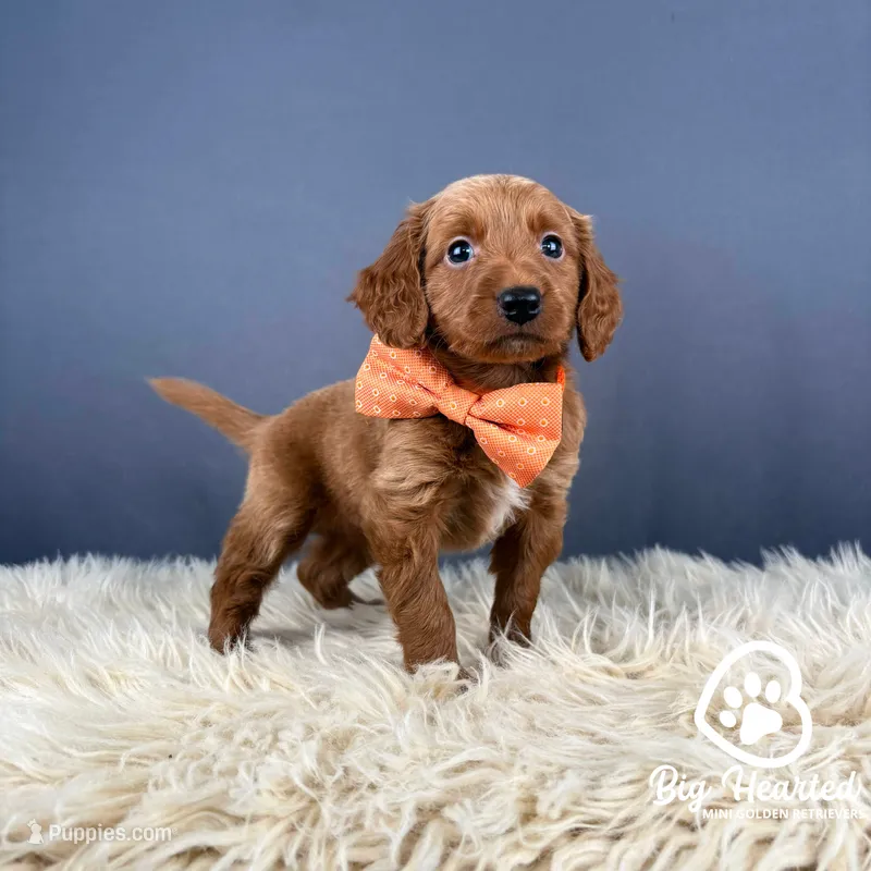 Fishstick – Miniature Golden Retriever puppy for sale in Utah, UT