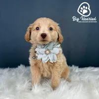 Jean Gray, a female Miniature Golden Retriever for sale in Utah, UT – 4 of 5