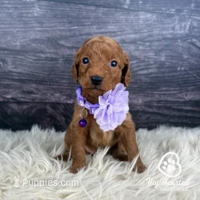 Crown – Miniature Golden Retriever puppy for sale in Utah, UT