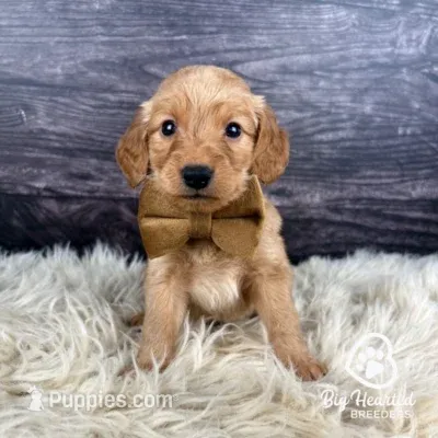Glider – Miniature Golden Retriever puppy for sale in Utah, UT