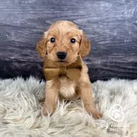 Glider, a male Miniature Golden Retriever for sale in Utah, UT – 1 of 1