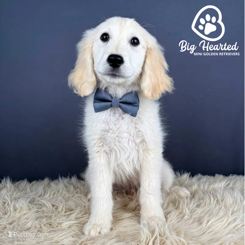 Lenny – Miniature Golden Retriever puppy for sale in Utah, UT