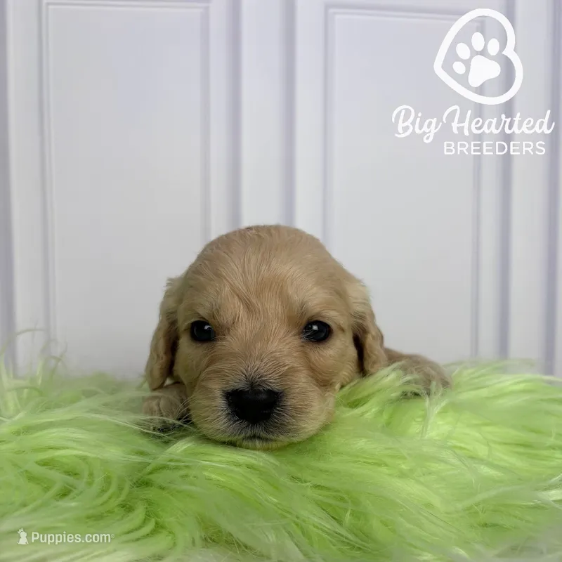 Buzz – Miniature Golden Retriever puppy for sale in Utah, UT