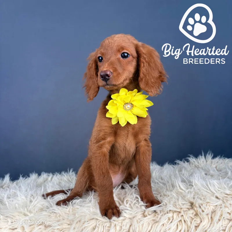 Sunny – Miniature Golden Retriever puppy for sale in Utah, UT