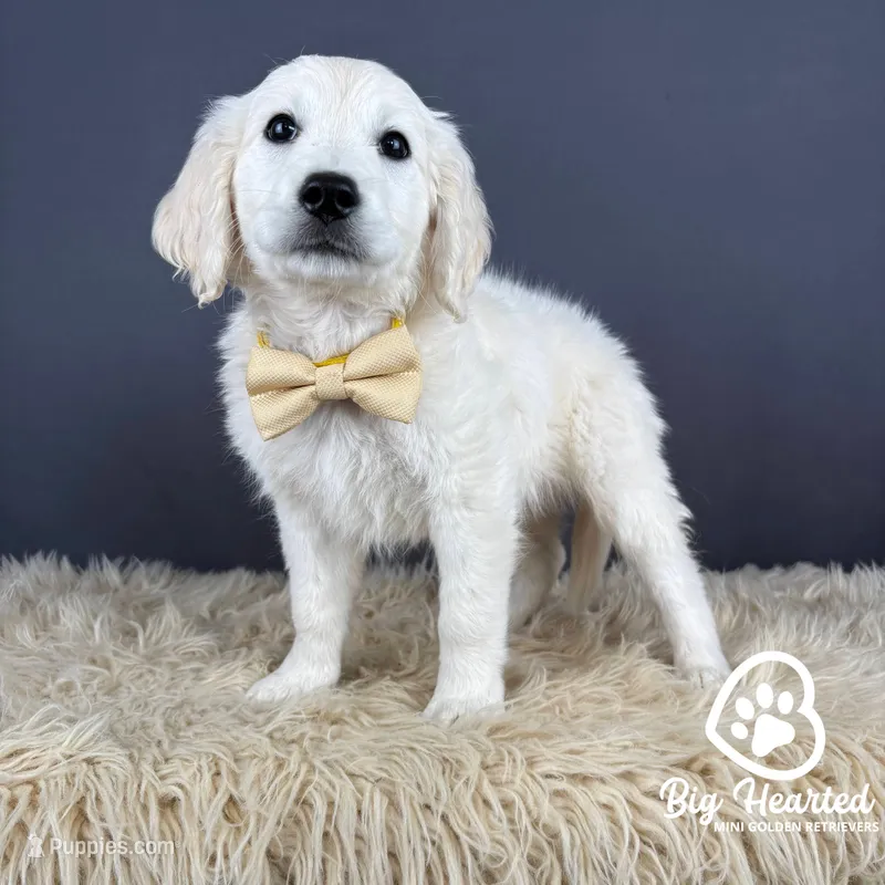 Luigi – Miniature Golden Retriever puppy for sale in Utah, UT