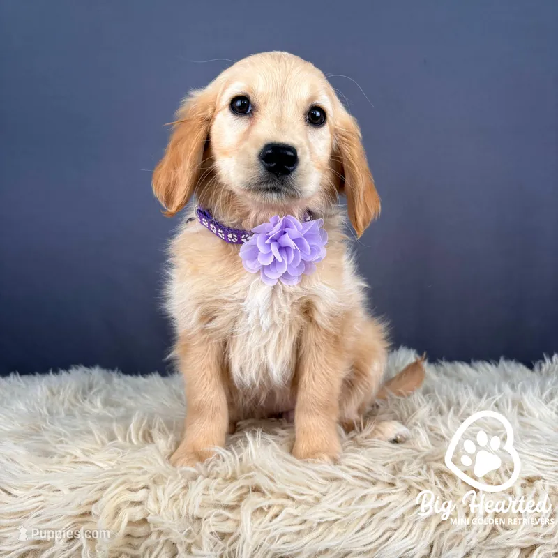 Rosalina – Miniature Golden Retriever puppy for sale in Utah, UT