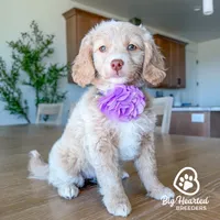 Rogue, a female Miniature Golden Retriever for sale in Utah, UT – 5 of 5