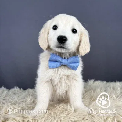 Yoshi – Miniature Golden Retriever puppy for sale in Utah, UT