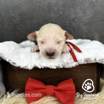 Tony – Miniature Golden Retriever puppy for sale in Utah, UT