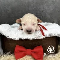 Tony, a male Miniature Golden Retriever for sale in Utah, UT – 1 of 1