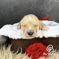 Jessie, a female Miniature Golden Retriever for sale in Utah, UT – 2 of 2