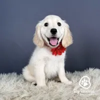 Sadie, a female Miniature Golden Retriever for sale in Utah, UT – 1 of 1