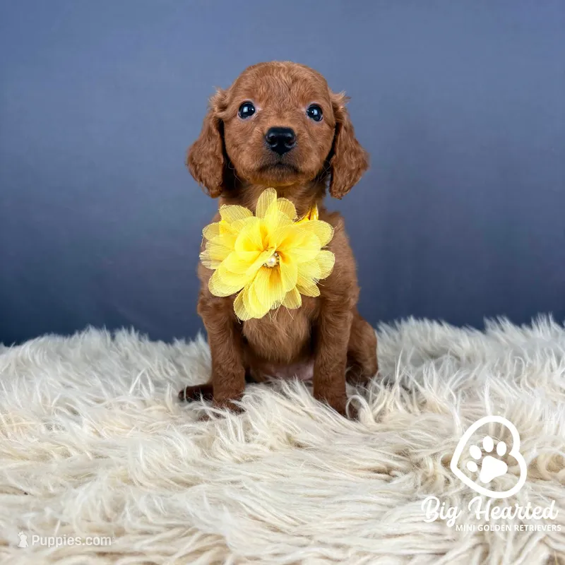 Sunny – Miniature Golden Retriever puppy for sale in Utah, UT