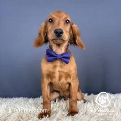 Skipper – Miniature Golden Retriever puppy for sale in Utah, UT