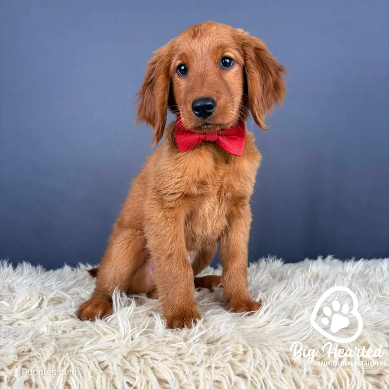S'mores – Miniature Golden Retriever puppy for sale in Utah, UT