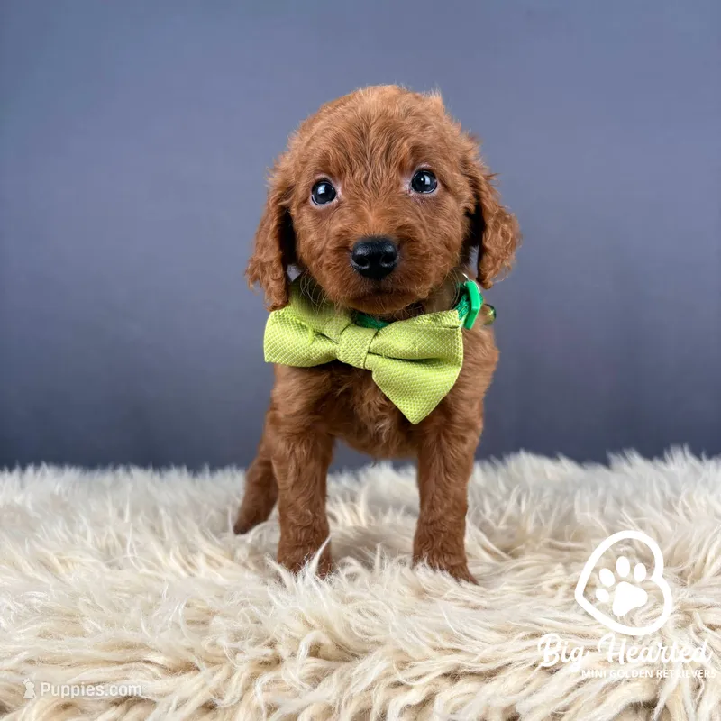 Peely – Miniature Golden Retriever puppy for sale in Utah, UT