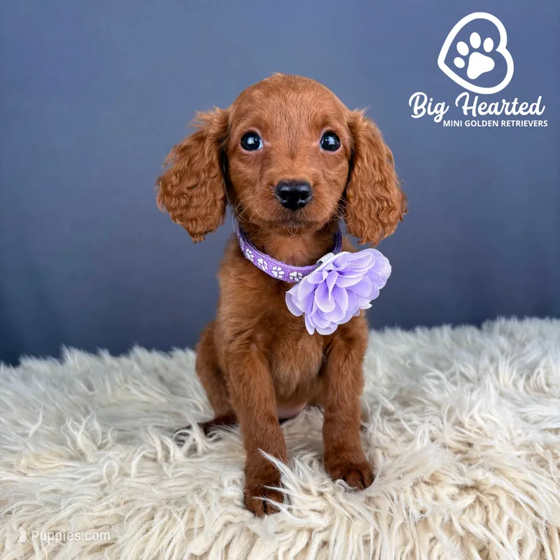 Crown – Miniature Golden Retriever puppy for sale in Utah, UT
