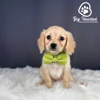 Buzz, a male Miniature Golden Retriever for sale in Utah, UT – 3 of 4