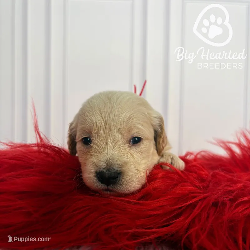 Tony – Miniature Golden Retriever puppy for sale in Utah, UT