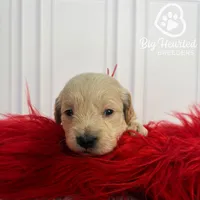 Tony, a male Miniature Golden Retriever for sale in Utah, UT – 1 of 4