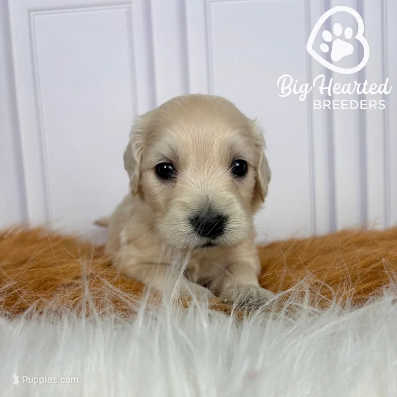 Binx – Miniature Golden Retriever puppy for sale in Utah, UT