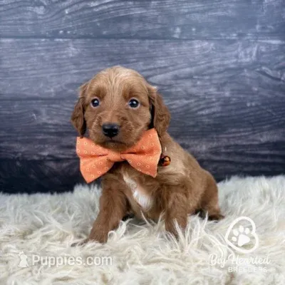 Fishstick – Miniature Golden Retriever puppy for sale in Utah, UT