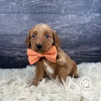 Fishstick, a male Miniature Golden Retriever for sale in Utah, UT – 1 of 1