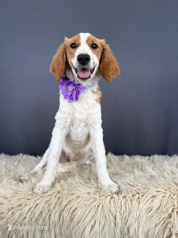 Venus – Miniature Golden Retriever puppy for sale in Utah, UT