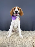 Venus, a female Miniature Golden Retriever for sale in Utah, UT – 1 of 1