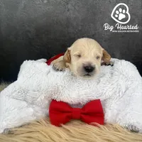 Tony, a male Miniature Golden Retriever for sale in Utah, UT – 2 of 4