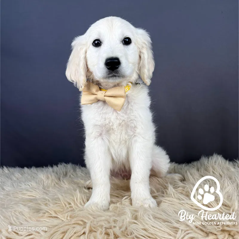 Luigi – Miniature Golden Retriever puppy for sale in Utah, UT