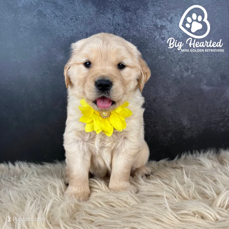 Latte – Miniature Golden Retriever puppy for sale in Utah, UT