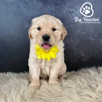 Latte, a female Miniature Golden Retriever for sale in Utah, UT – 1 of 2