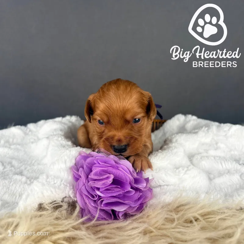 Bunny – Miniature Golden Retriever puppy for sale in Utah, UT