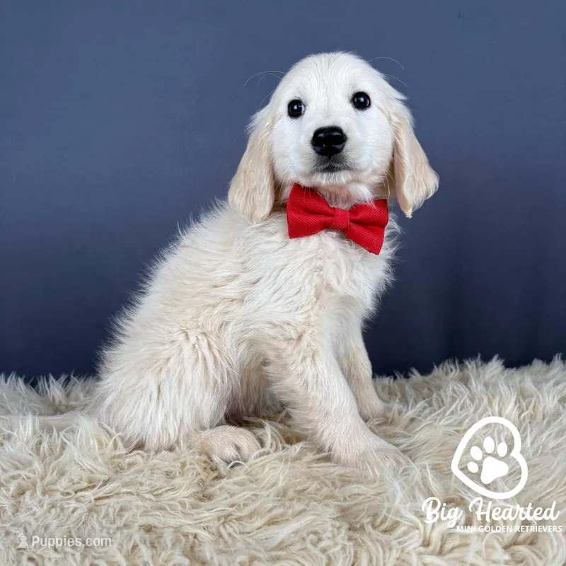 Mario – Miniature Golden Retriever puppy for sale in Utah, UT