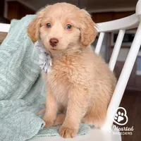Jean Gray, a female Miniature Golden Retriever for sale in Utah, UT – 5 of 5
