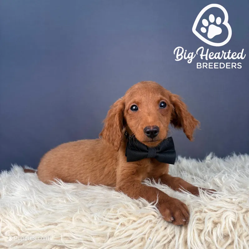 Quest – Miniature Golden Retriever puppy for sale in Utah, UT
