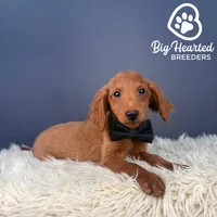 Quest, a male Miniature Golden Retriever for sale in Utah, UT – 1 of 4
