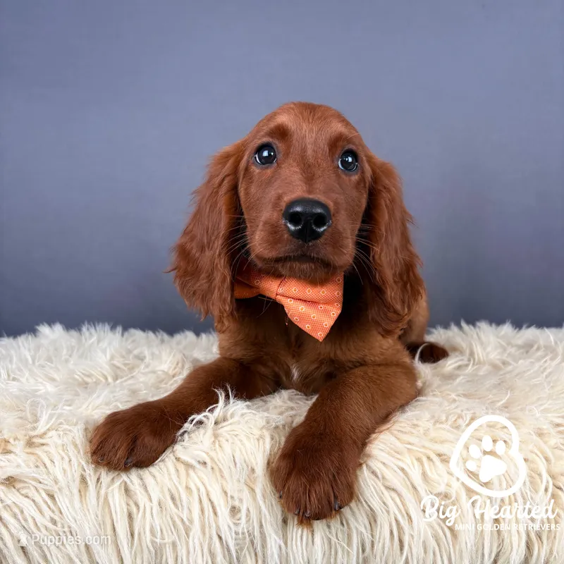 Carmel – Miniature Golden Retriever puppy for sale in Utah, UT